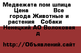 Медвежата пом шпица › Цена ­ 40 000 - Все города Животные и растения » Собаки   . Ненецкий АО,Волоковая д.